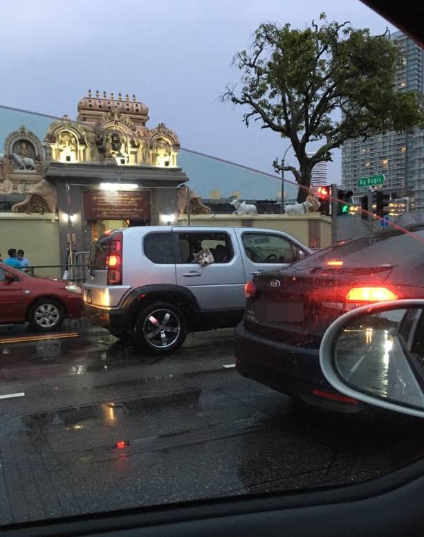 酷狗!机车主人与机车狗在新加坡马路上飙车太令人羡慕了