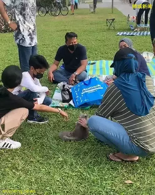 實拍周日的新加坡:商場、景點、食閣到處是人!又一波放寬政策來了