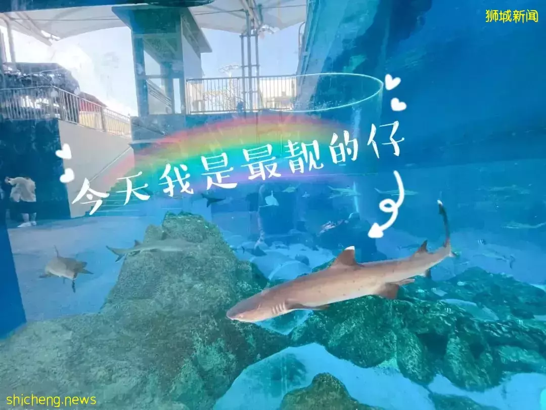“从来没发现海洋馆这么好玩,我家娃竟然还拿到了鲨鱼的牙齿!”