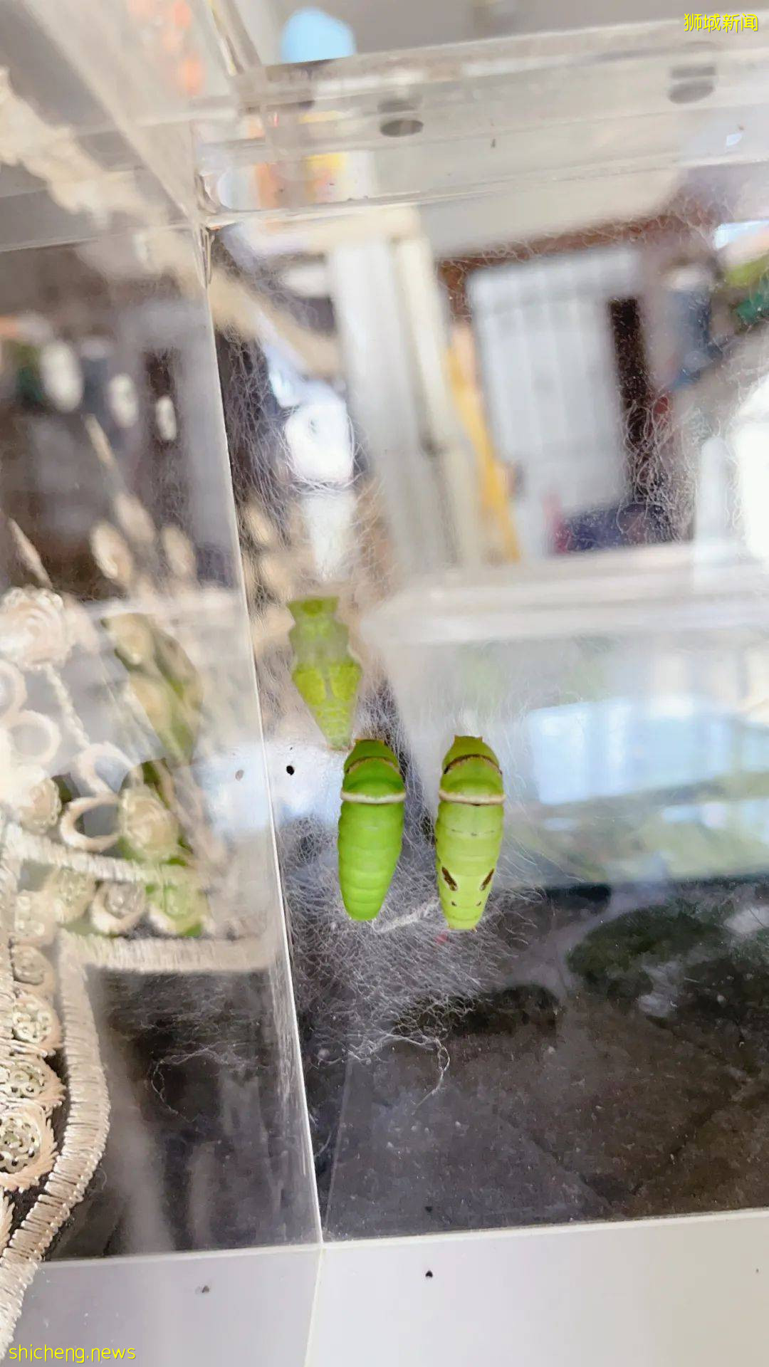別人家養貓養狗當寵物,我兒子卻喜歡在新加坡養毛毛蟲