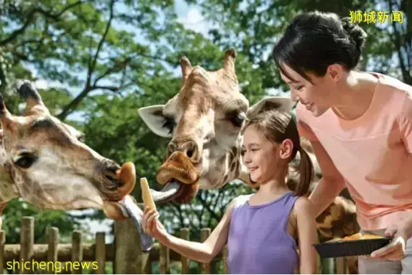 犀牛、大象、长颈鹿……在新加坡动物园都可以0距离接触啦