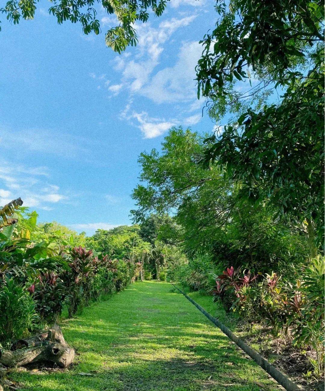 新加坡有機農場牧場？還能和羊咩咩親密接觸