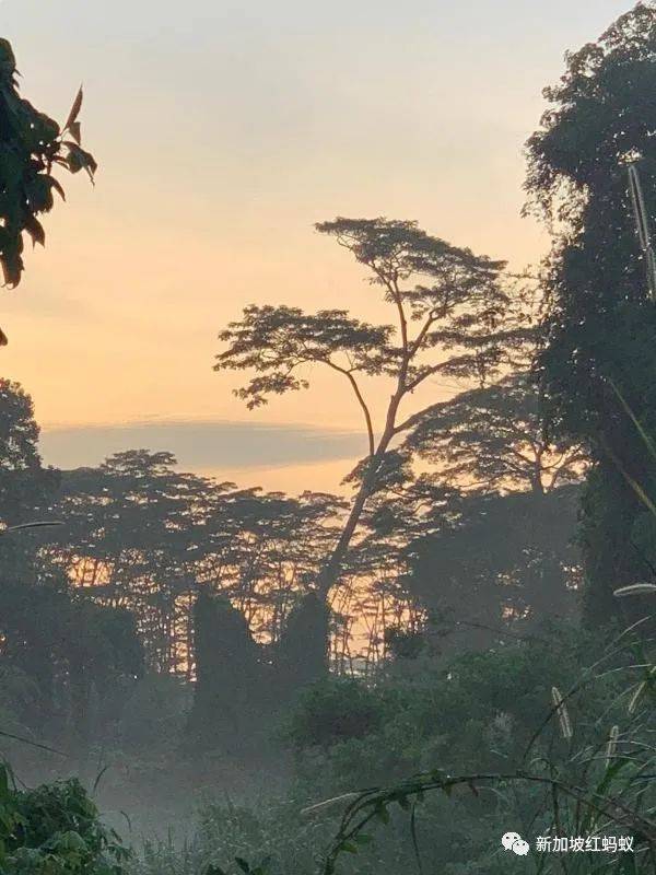 新加坡隐藏版秘境 绝美的金文泰森林
