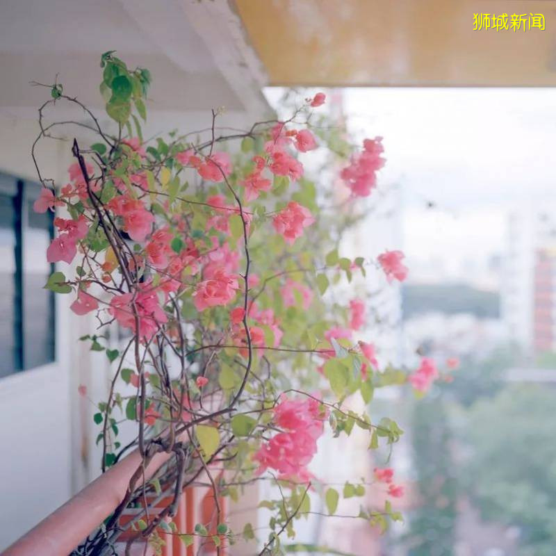 新加坡——全球最美花園城市