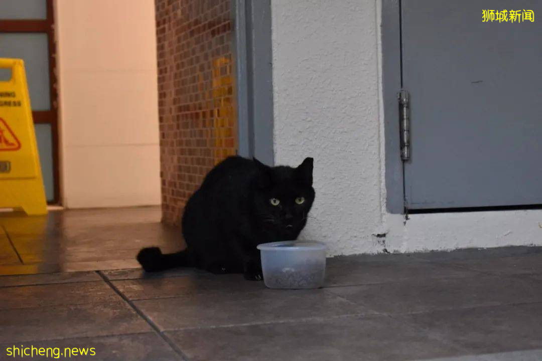 《南洋理工大學撸貓指南》