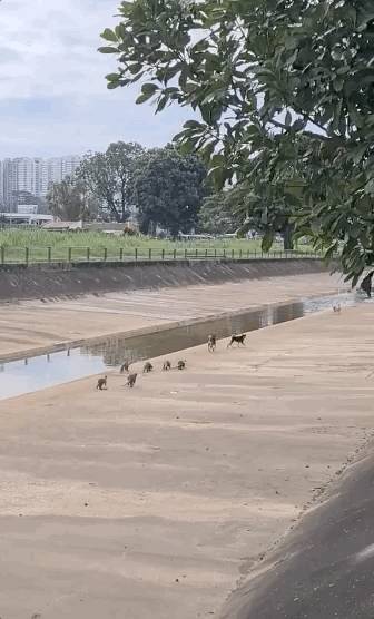 新加坡水獭再次发生斗殴事件!这次它们的对手是野狗帮