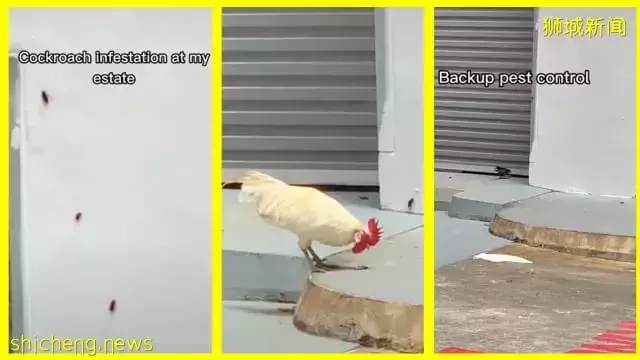 白沙一带组屋蟑螂为患 鸡和八哥鸟化身“灭虫专家”