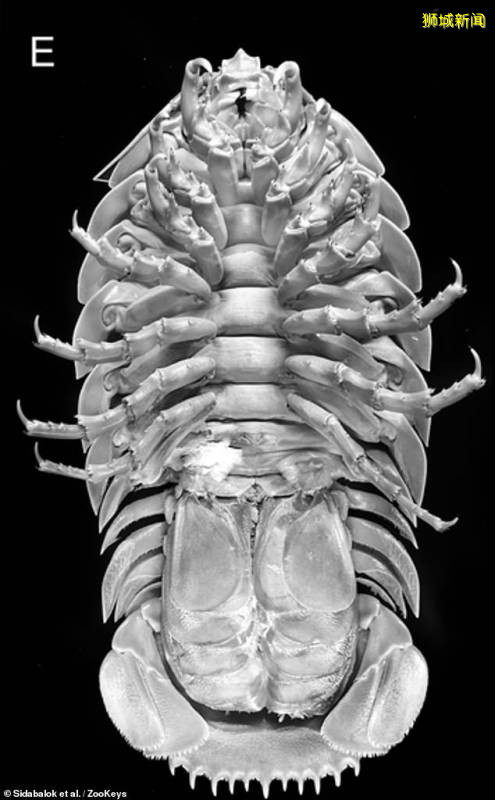 印尼深海發現巨型海蟑螂·體長50公分爲新品種