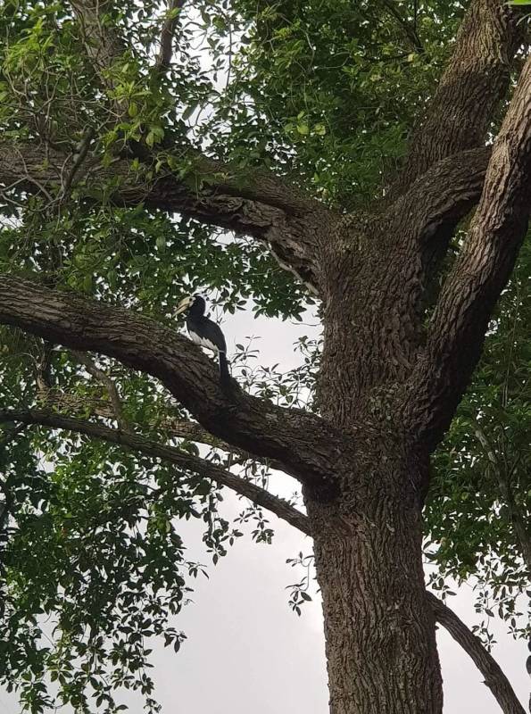 李顯龍總理發了這張小動物照片，竟引來無數人自曝
