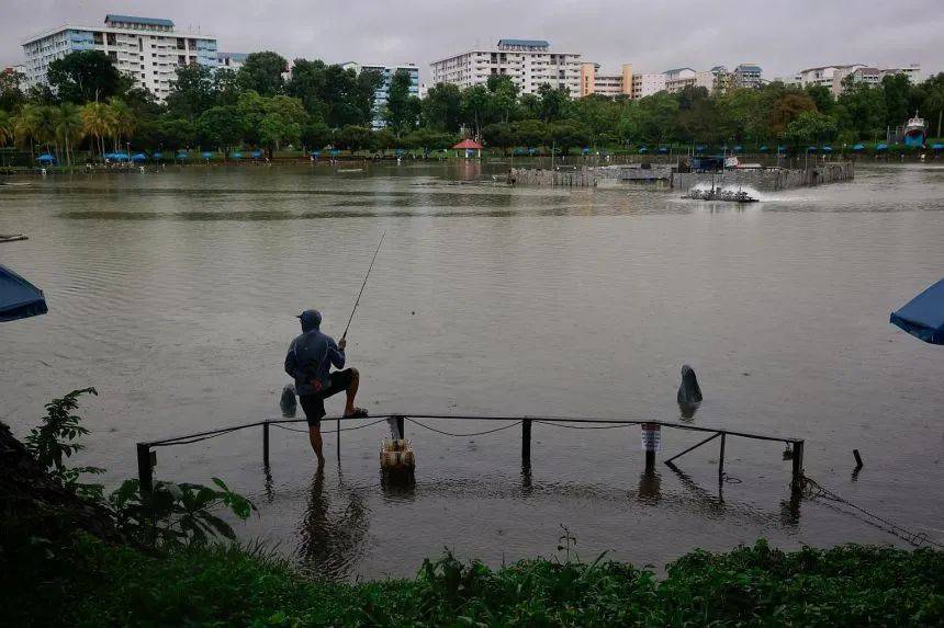 罕見!新加坡聖淘沙這條河變成了粉色,驚現大批死魚!39年創記錄暴雨太作了