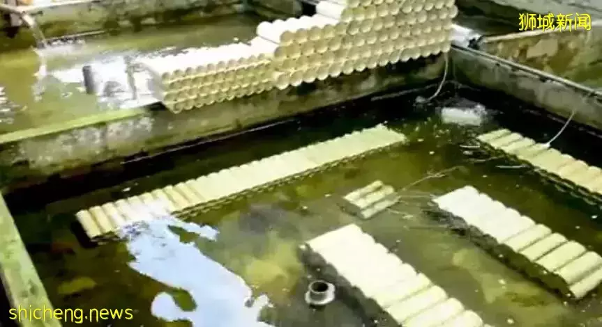 新加坡居然也有小龍蝦養殖場？還享受“總統套房”