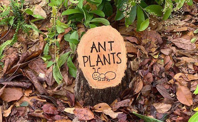 新加坡植物園爆火新景點,不知道怎麽去?手把手教你遊玩攻略