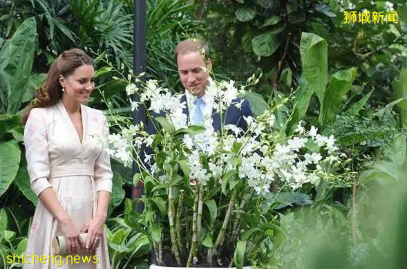 獅城見聞 | 新加坡胡姬花趣事!