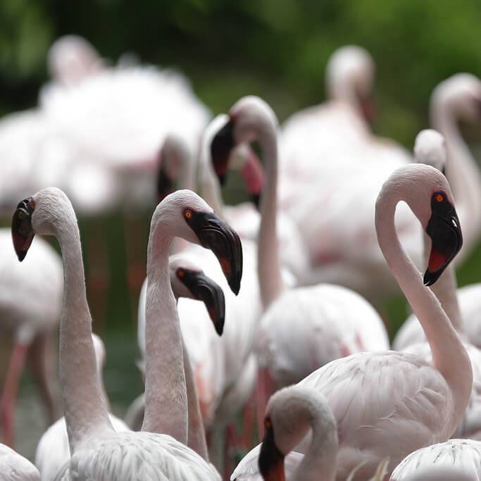 免費送票！帶倆娃嗨翻亞洲最大飛禽園，400多種5000多只鳥，一路驚喜不斷