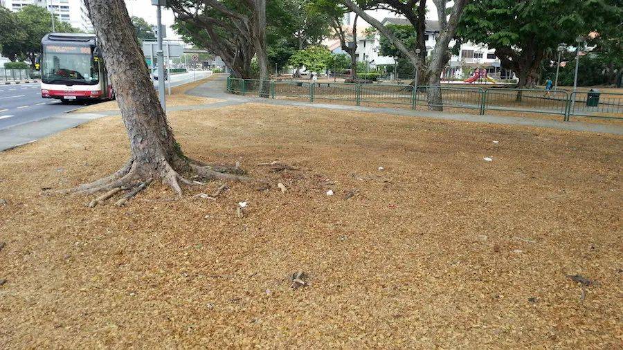昨早,新加坡全島各處有一股怪味!難道印尼開始燒芭了