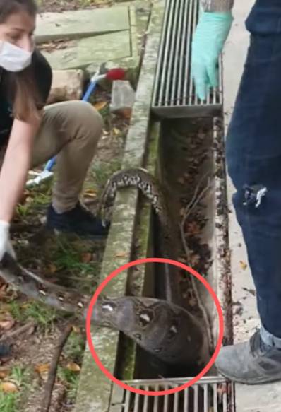 女中豪杰!皇后镇的蟒蛇被女救援人员冷静处理