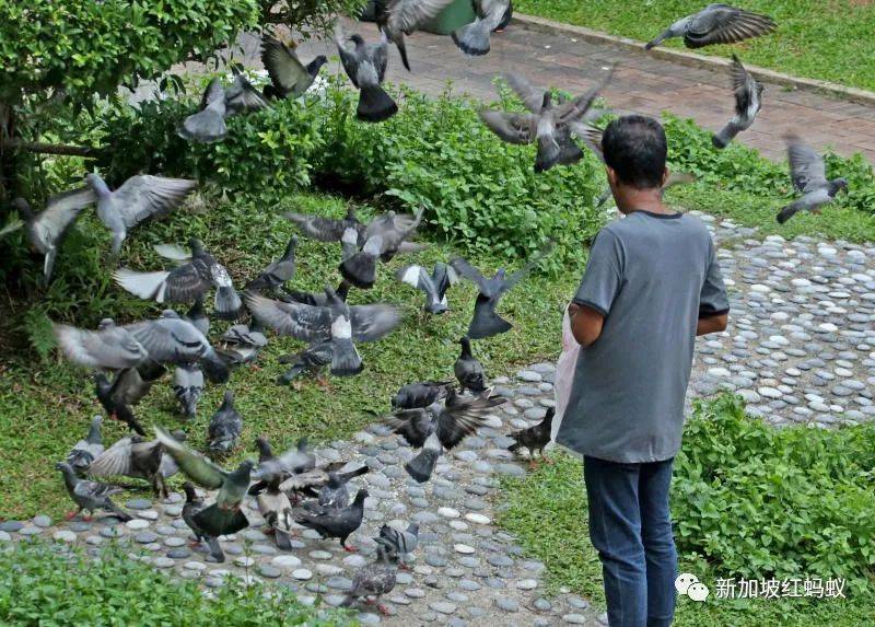 新加坡的鸟患和野猪野猴之患,究竟是谁侵犯了谁的地盘