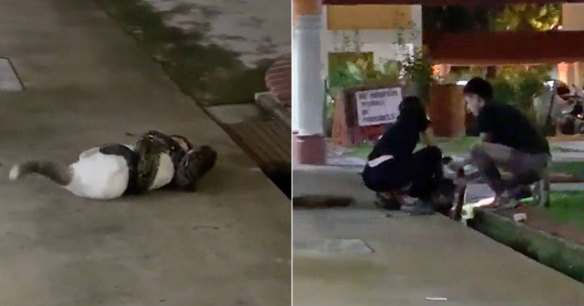 新加坡频现巨蟒和鳄鱼!“我看到蛇在路中间抱团......”