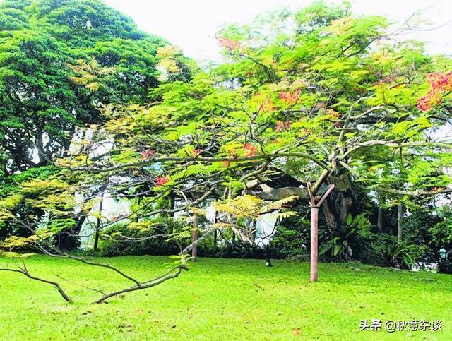 新加坡,全球著名的花园城市,承载着新加坡集体回忆的那些树木