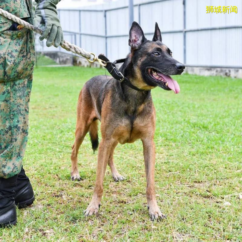 19只退休的SAF軍犬等你來領養