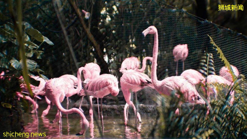 攻略收好、出發開啓親近動物之旅🦩從白天玩到晚上、10大景點近距離接觸小動物