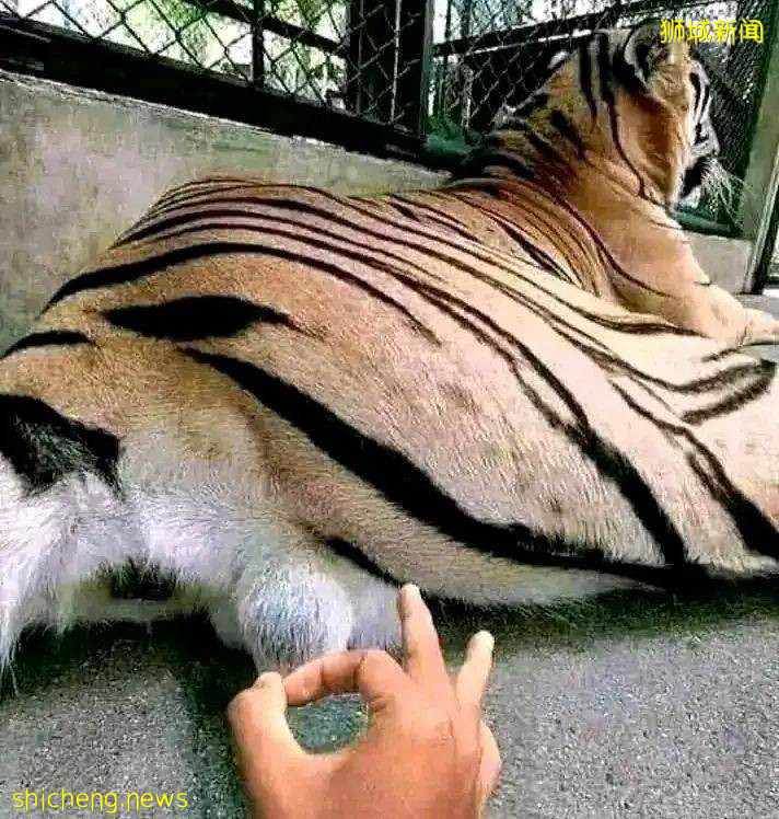 美軍又搞事!新加坡在南海站哪頭