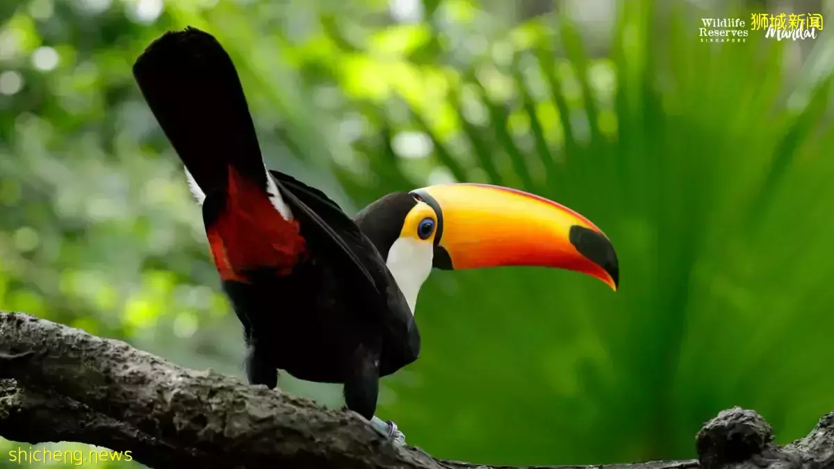 又是想去新加坡旅游的第N+1天！先收藏这份‘新加坡旅行攻略’来解馋吧