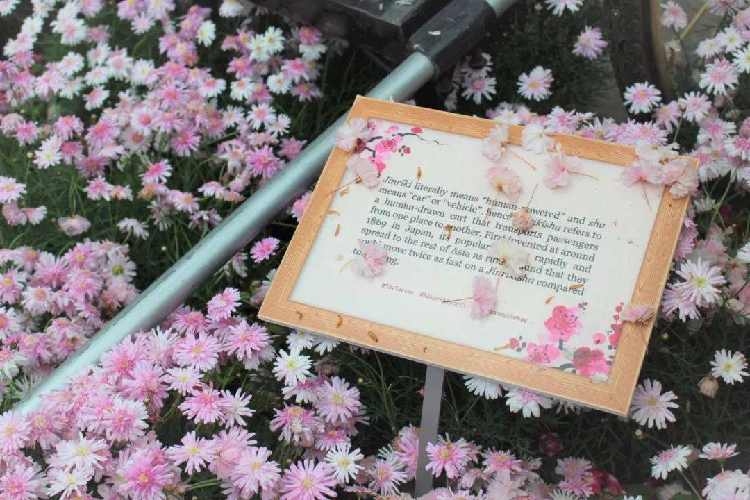 櫻花季去不了日本?那就在濱海灣和Hello Kitty共賞櫻