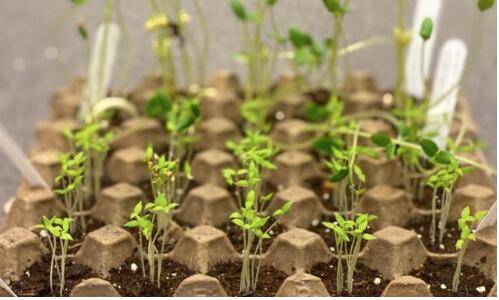 新加坡爲“農”狂，居家種子追加40萬套、校園化身農家樂!