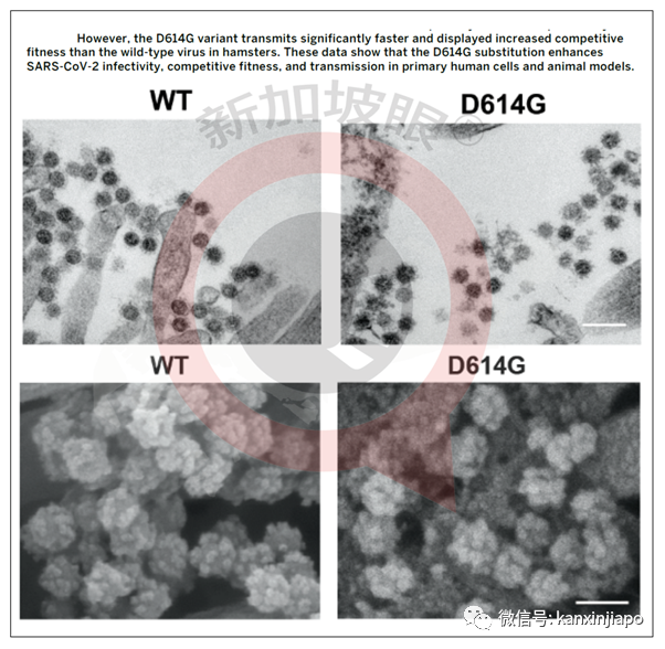新加坡今增2 | 日、美专家证实变异病毒从欧洲向外传播；亚细安拟建立“旅行走廊”