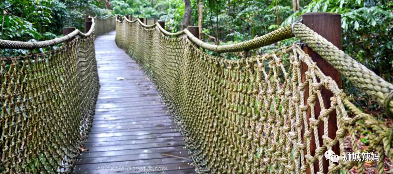 500种热带动植物免费看!超大蜥蜴、候鸟、鳄鱼,新加坡这地儿你肯定没来过
