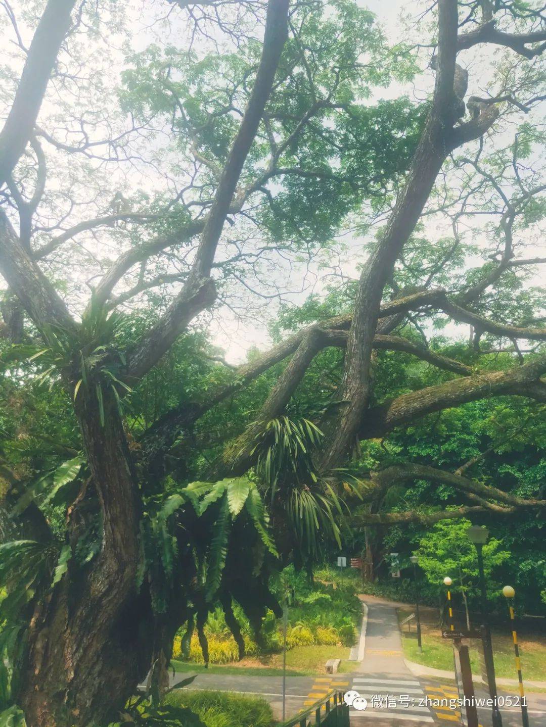 新加坡遊記系列 行走在南部山脊