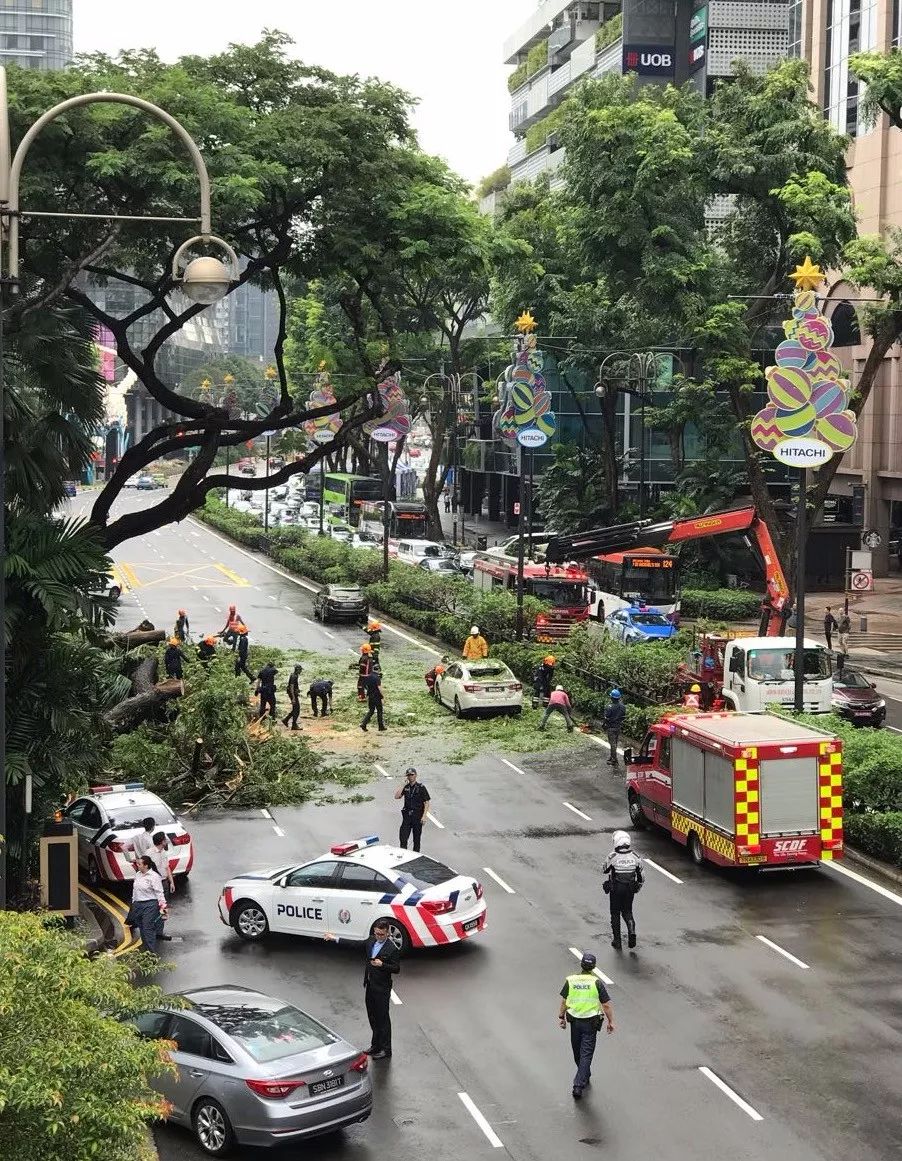 突发！新加坡乌节路大树轰然倒塌，引起交通预警