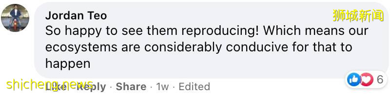 罕见!偶遇新加坡版的小鹿斑比,捡到睡着的猫头鹰