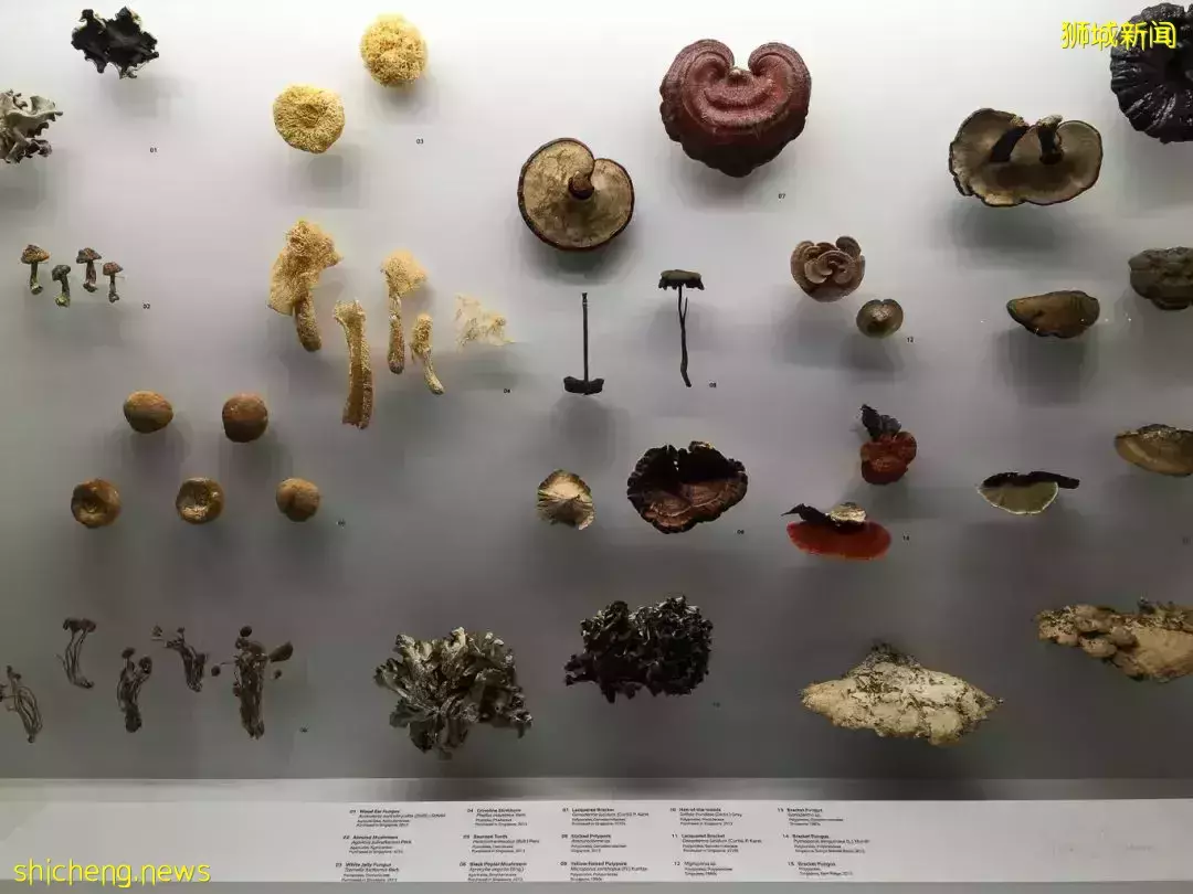 在新加坡，你見過熱戀中的水獺嗎