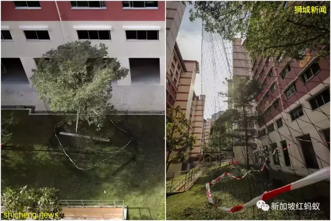 新加坡特色!野鸡有“鸡权”,遭居民投诉鸡啼扰民必须成立工作小组解决问题