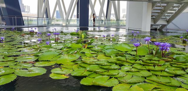 新加坡旅行体验官游记，藏在购物中心的艺术科学博物馆