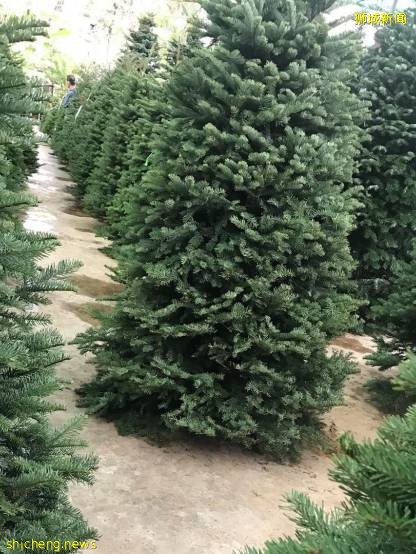 迎接溫暖聖誕季~新加坡這10個地方可以買到聖誕樹,快布置起來