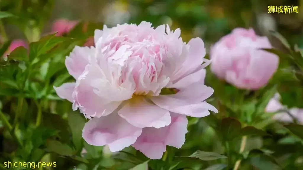 滨海湾花园富贵牡丹花卉展来了!与本地博物馆同时展出古董文物,值得一逛👍