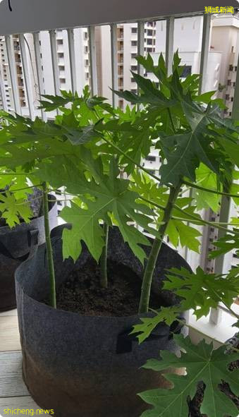 NParks赠送40万包食用植物种子, 10月10日开始注册领取 