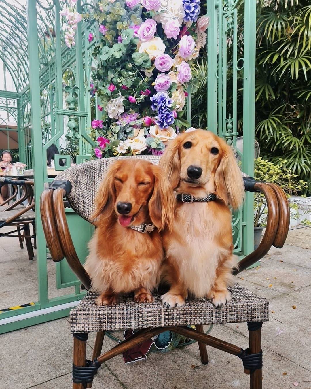 花园探店☕️ 隐藏版森系咖啡馆Wildseed Cafe🌹 经典复古建筑+巨型铁栅鸟笼,浓浓异国气息