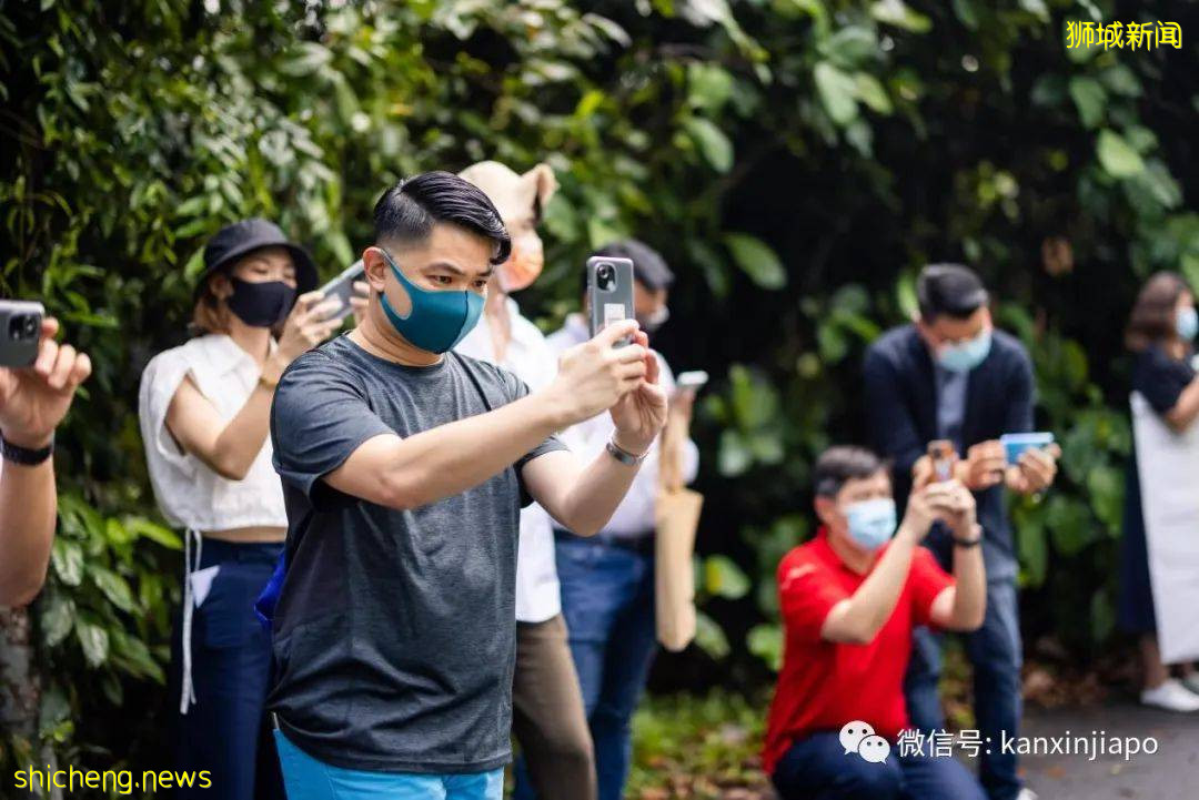 小米新加坡牵手Night Safari动物园网红大象,温情满满