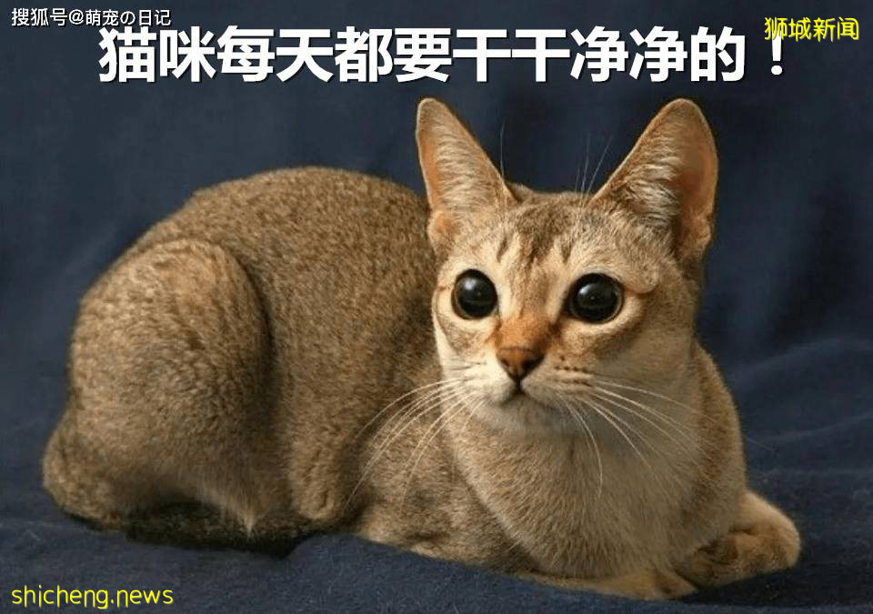 如何饲养新加坡猫?新加坡猫吃什么食物比较好