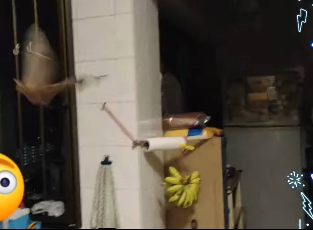 “救命！我在新加坡厨房里挂了一串香蕉，引来一群蝙蝠！”