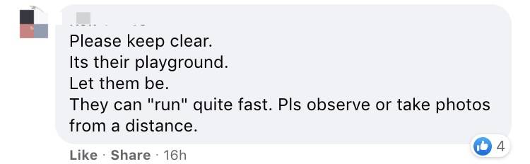 新加坡鳄魚上岸堵路,張開大嘴!海豚犀鳥也都來了