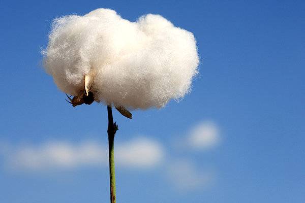 没心没肺活得不累，掏心掏肺白白受罪