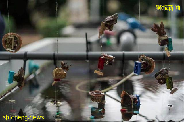 用樂高積木重建珊瑚礁，新加坡科學家的複興珊瑚計劃能成真嗎