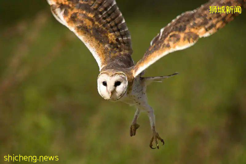 新加坡驚現人臉貓頭鷹！這些恐怖小動物，你碰到過嗎