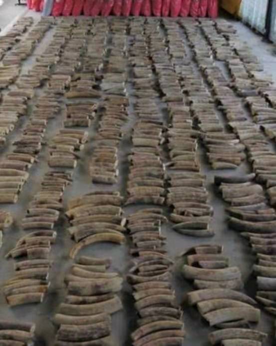 新加坡将从21年9月起全面禁止售卖任何象牙制