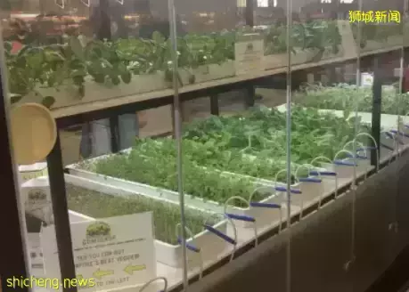 你以为的新加坡真的是你以为吗